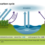 Carbon Cycle